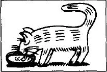A cat drinks from a dish.
